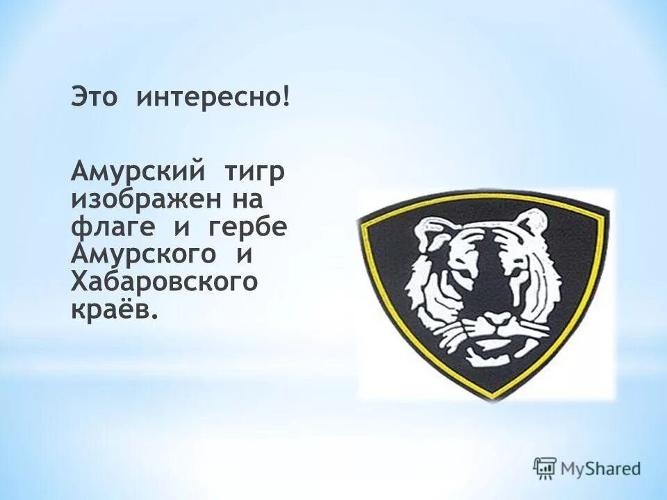 На каких гербах изображен тигр. Амурский тигр герб. амурский тигр изображен на гербе. амурский тигр изображён на гербе приморского края. амурский тигр с герба хабаровского края.