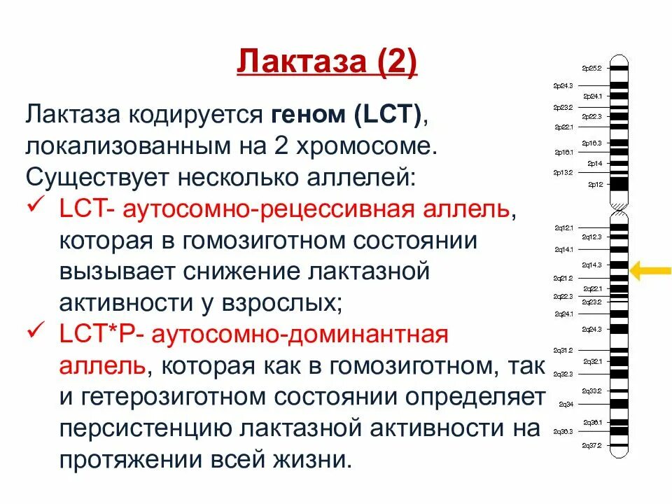 Обнаружен полиморфизм в гетерозиготной форме