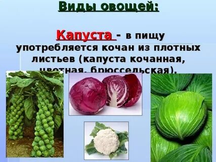 Какие растения употребляют в пищу
