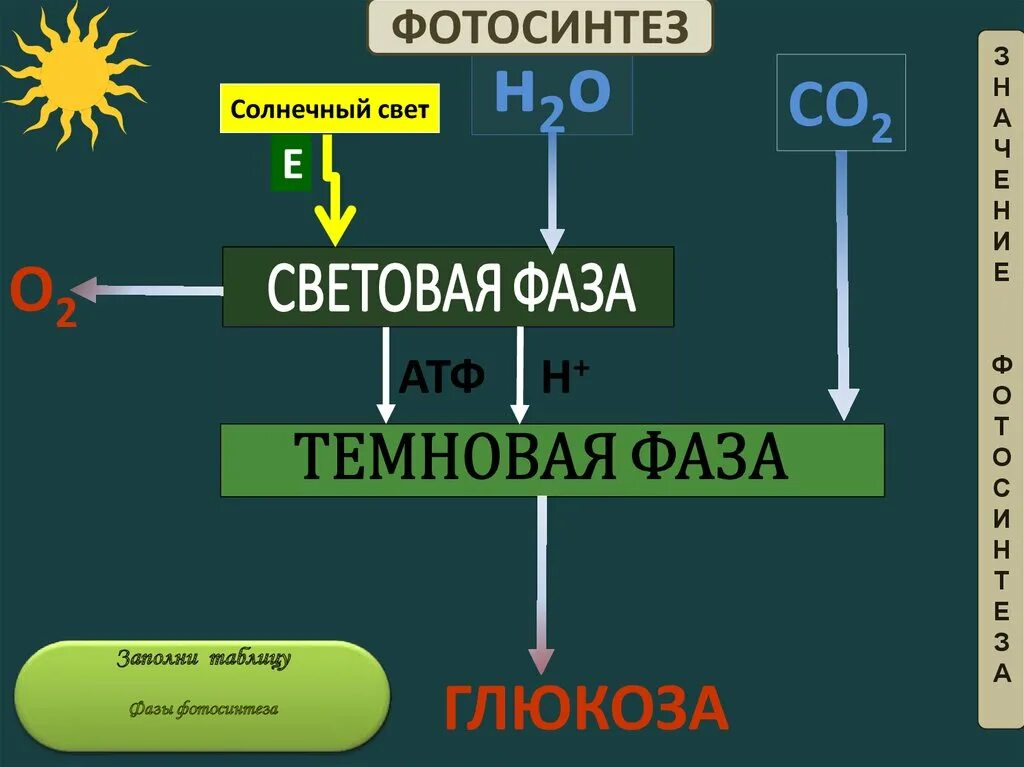 Световая фаза фотосинтеза схема. Фазы фотосинтеза 10 класс. Световая фаза фотосинтеза 9 класс. Общая схема фотосинтеза 10 класс. Таблица реакции фотосинтеза