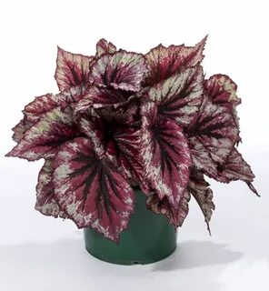 Бегония begonia