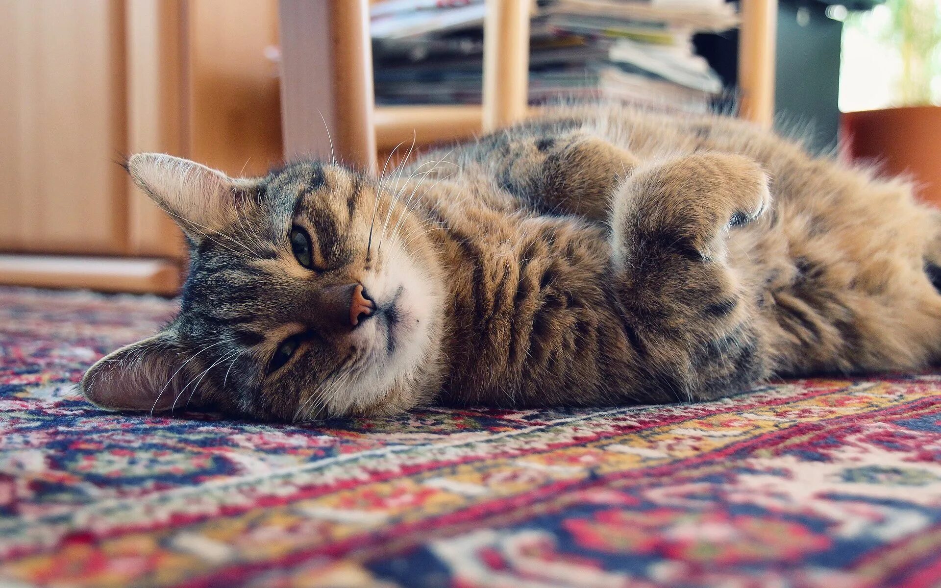 Cat url