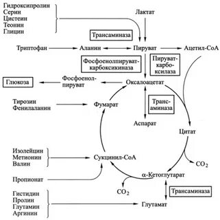 Метаболиты аминокислот