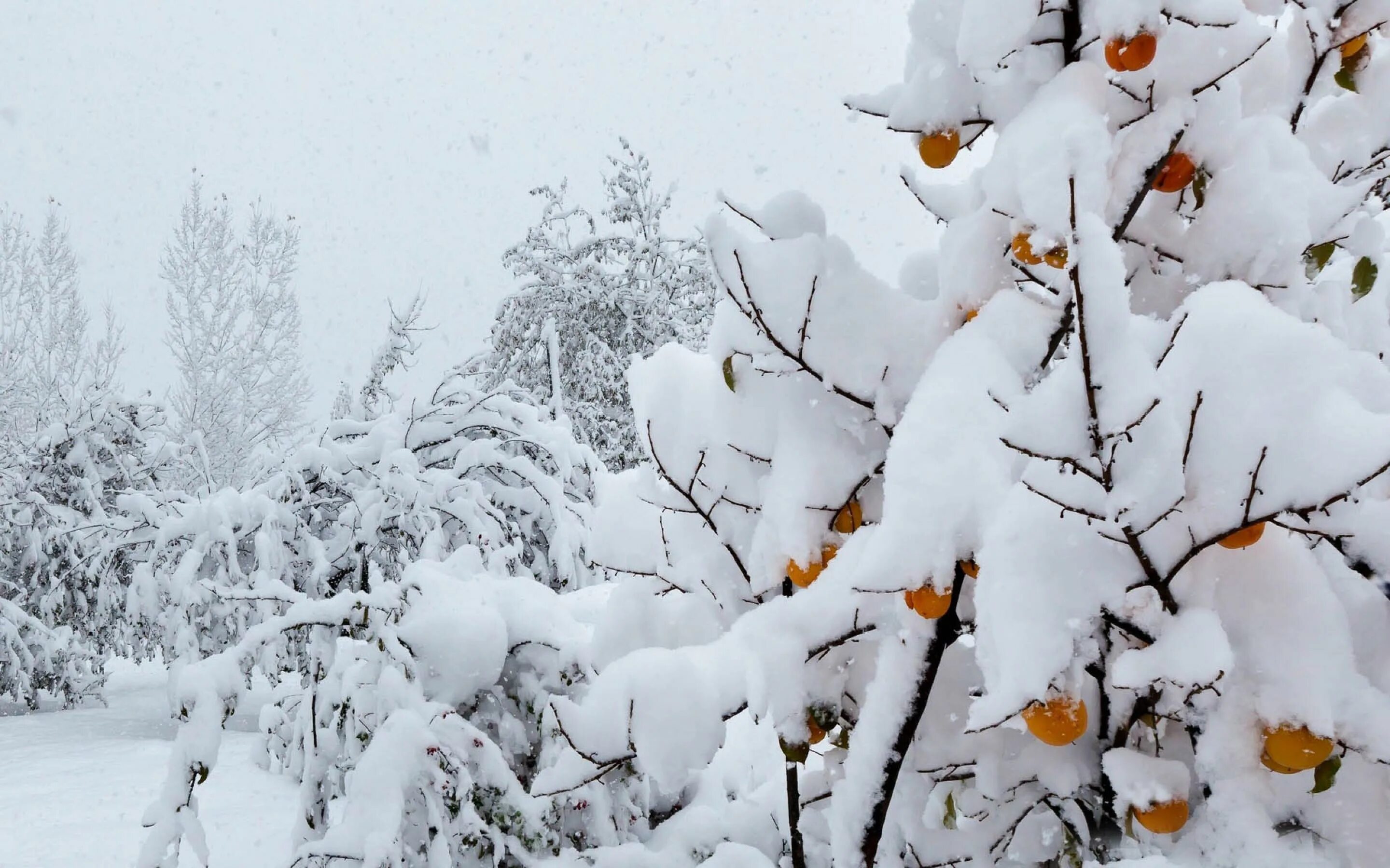 Деревья в инее природа. Лес в снегу. Заснеженные деревья. Лес снег лежит на деревьях. Деревья в снегу.