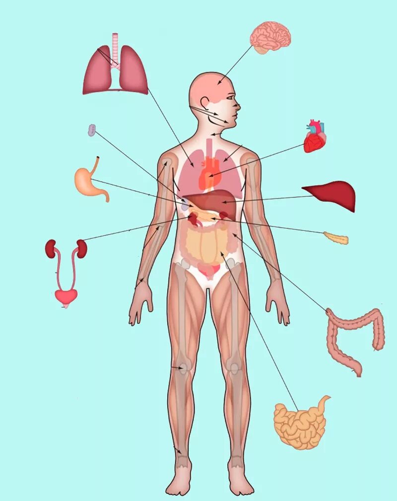Как организм человека очищается. Организм человека. Человеческий организм. Тело человека. Человеческий организм картинки.