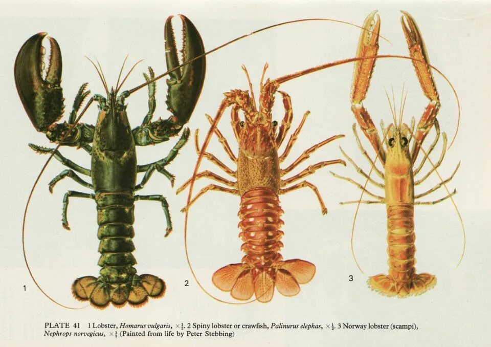 Лангуст лобстер омар разница. Омар лангуст лангустин. Лангуст и лангустин в чем разница. Креветка лангуст омар лобстер. Омар и лобстер разница.