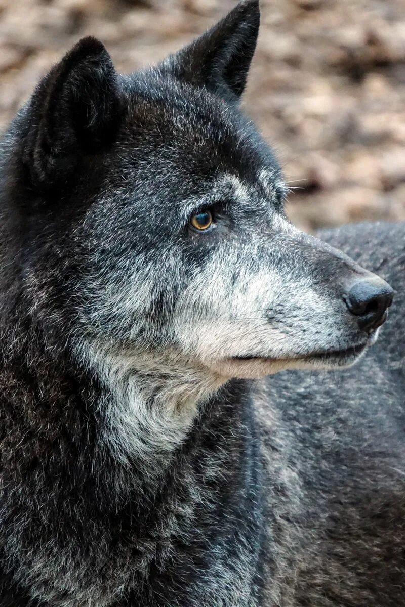 Волк серый. Черный волк. Увидеть волчью. Морда волка. Волк серый.
