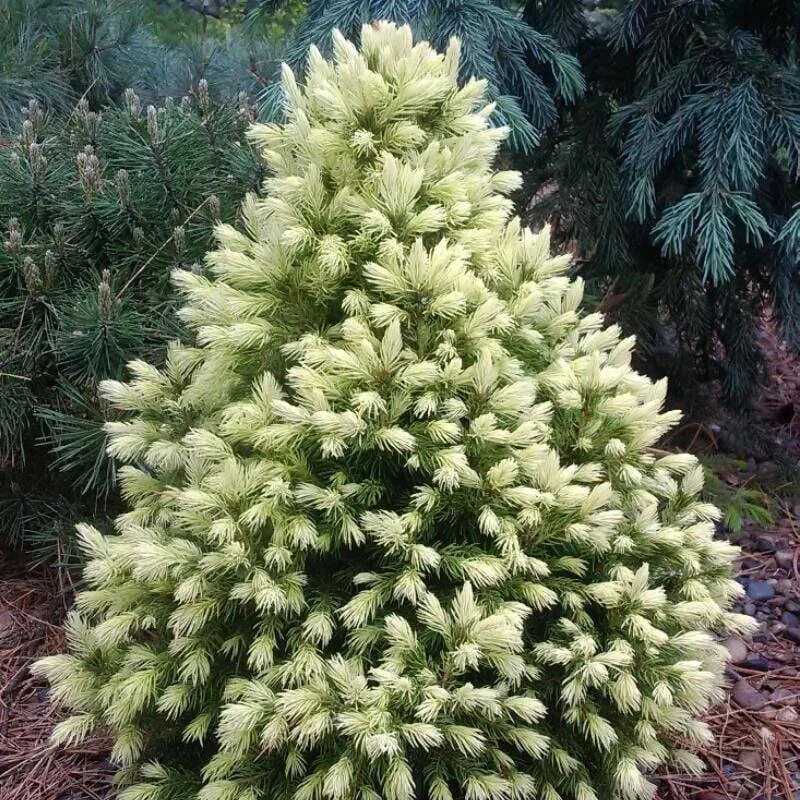 Ель канадская (Picea glauca) Daisy’s White.. Ель канадская Дейзи Уайт. Ель сизая Дейзи Уайт. Ель канадская сизая Дейзи Вайт.