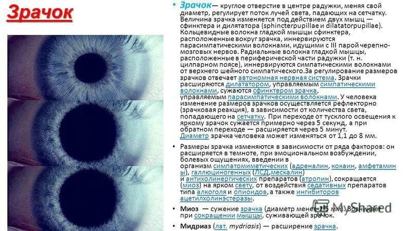 Зрачок в организме человека выполняет функцию. Нормальная величина зрачка. Изменение размера зрачка. Нормальный зрачок и расширенный. Расширенные зрачки и свет.