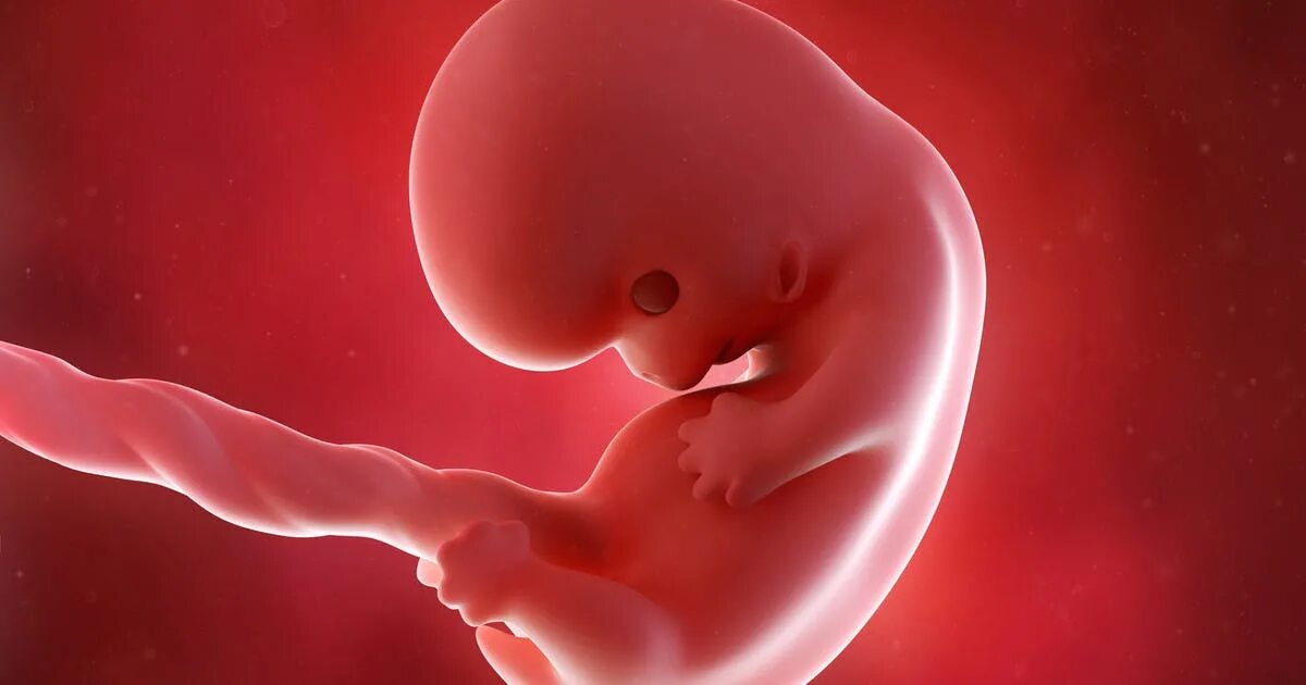 Ребенок ребенка 6 8 недель. Ребенок в утробе 8 недель. Зародыш в утробе матери 8 недель.
