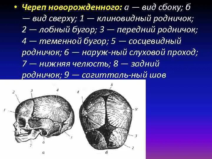 Череп новорожденного вид сверху. Строение черепа новорожденного. Череп новорожденного вид сбоку вид сверху.