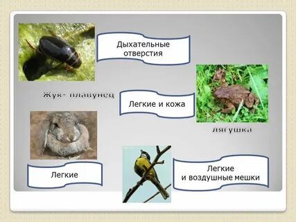 Можно ли жить и не