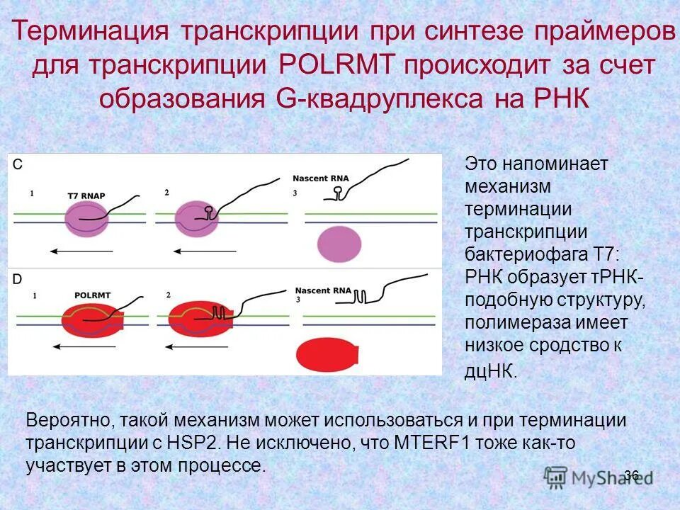 биосинтез белка трансляция терминация. терминация это. механизм терминации биохимия. терминация синтеза полипептидной цепи. терминация транскрипции у эукариот.