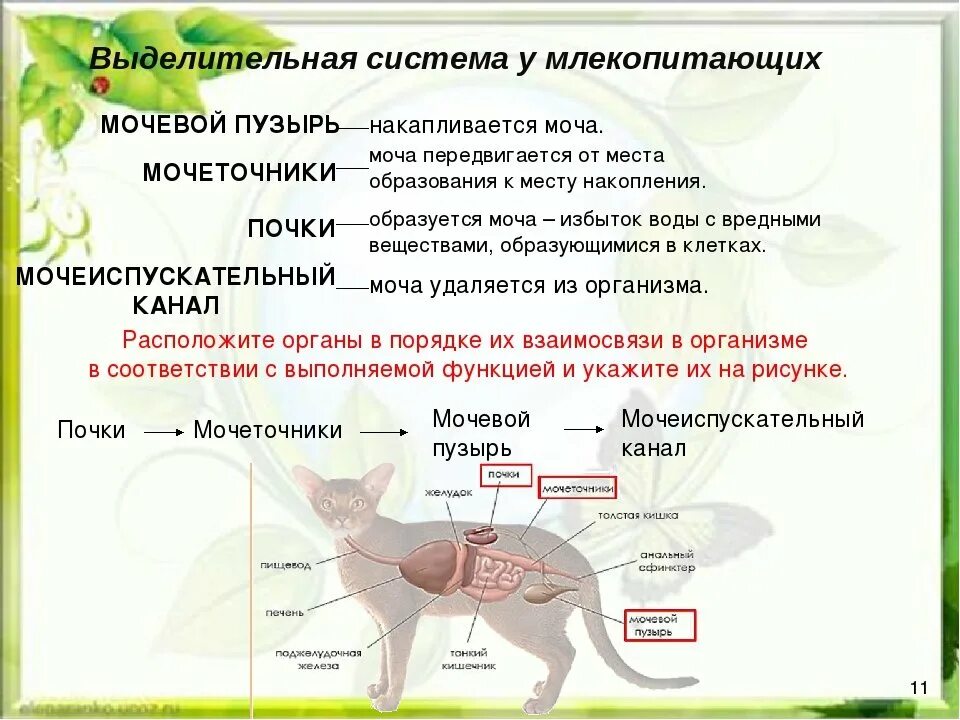 Органы животных 6 класс. Органы выделительной системы животных. Строение выделительной системы млекопитающих. Выделительная система млекопитающих 7 класс. Система органов животных выделительная система.