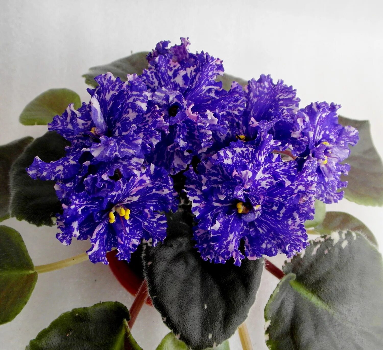 фиалка сорт ват ливень. фиалка ливень. фиалка ват форвард. фиалка ливень. фиалка сиреневый дождь.