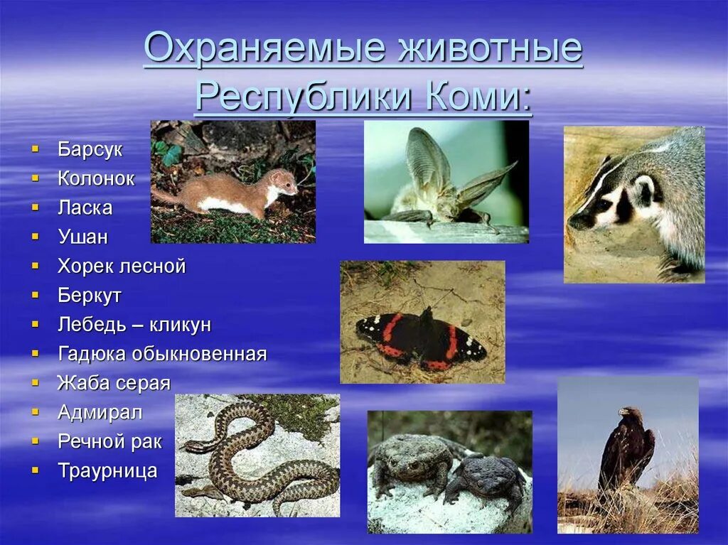 Животные из красной книги республики коми. Красная книга республики коми животных. Редкое животное республики коми. Красная книга республики коми презентация. Растения из красной книги республики коми.