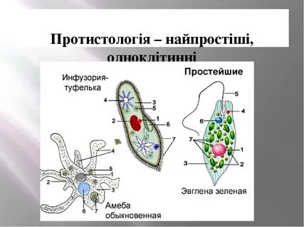 Чем отличается эвглена зеленая от инфузории туфельки