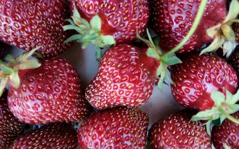 Сорт клубники бордового цвета