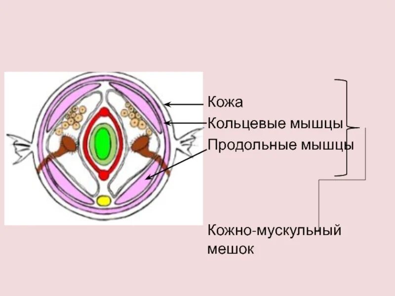 Строение кожно мускульного мешка кольчатых червей. Кожно мускульный мешок кольчатого червя. кожно-мускульный мешок у кольчатых червей. кожно-мускульный мешок кольчатых червей состоит из. многощетинковые кольчатые черви кожно-мускульный мешок.