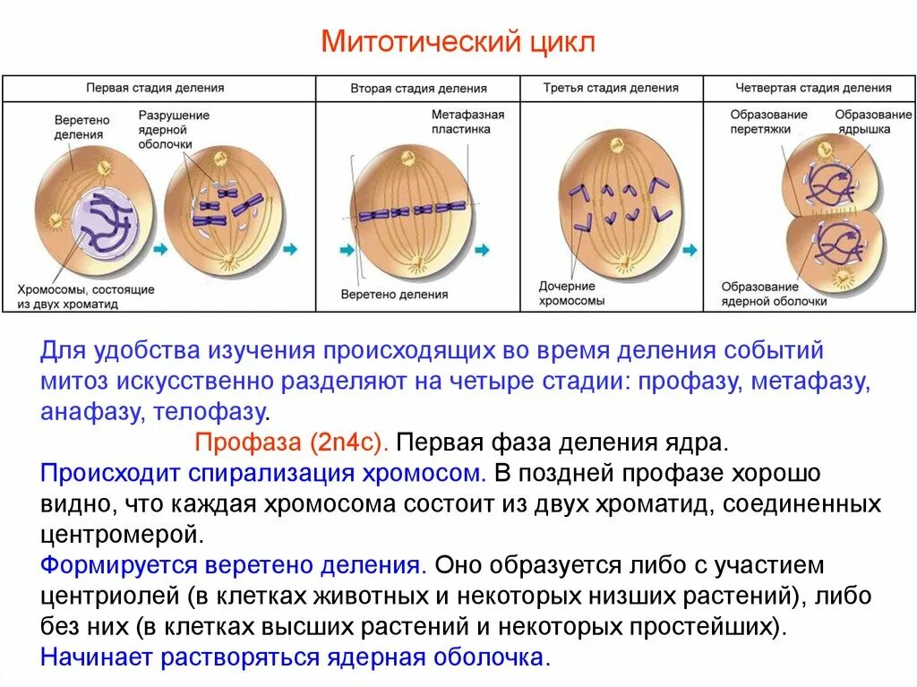 Митотическое деление клеток таблица. Фазы митотического деления. Фазы митотического деления клетки. Митотическое деление стадии. Процесс митотического деления клетки.