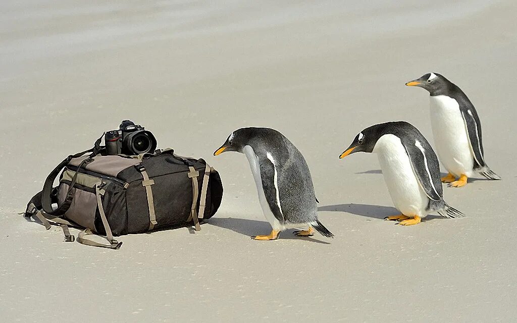 Пингвины идут с пляжа молча. Ласты пингвина. Лапы пингвина. Лапы пингвина фото. Пингвин ласты вверх.
