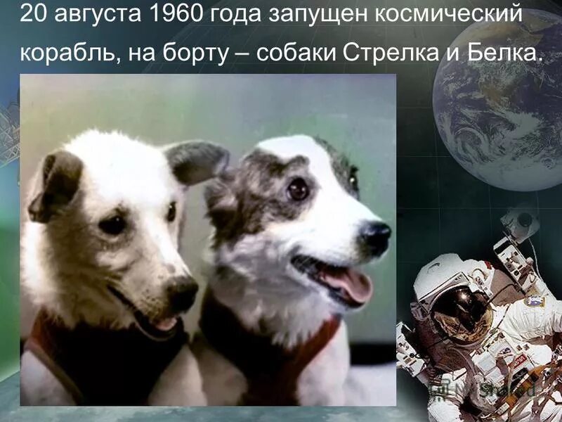 ван клиберн с белкой и стрелкой. 20 августа 1960 года в космос летали собаки белка и стрелка. белка и стрелка полёт в космос 1958. белка собака космонавт. белка и стрелка собаки в космосе в 1960.