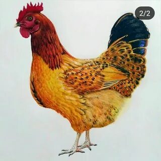 Кур школа