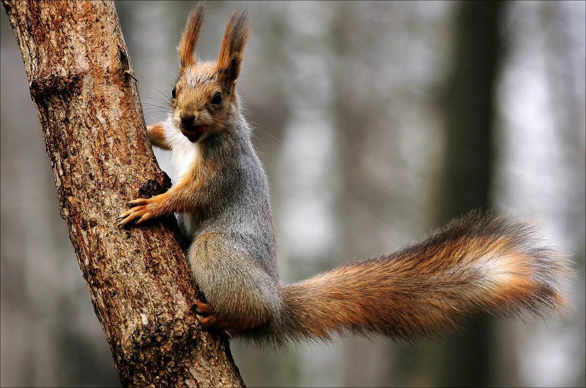 Белка на задних лапах. Sciurus spadiceus. Восточно сибирская белка. Белка по другому 5. Белкотерапия.