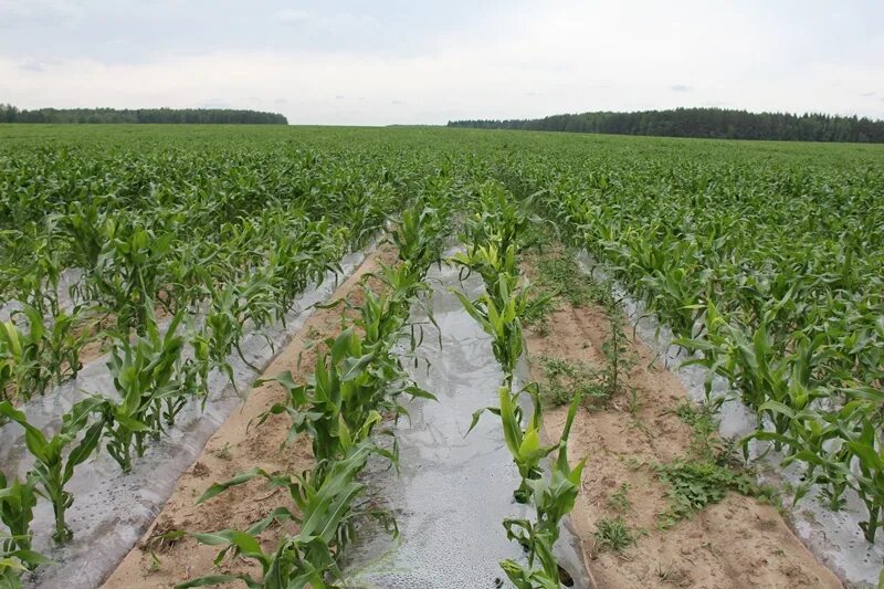Как посеять кукурузу. Старый Оскол поля кукурузные. Кукурузное поле в Московской области. Рассада кукурузы. Посев кукурузы.