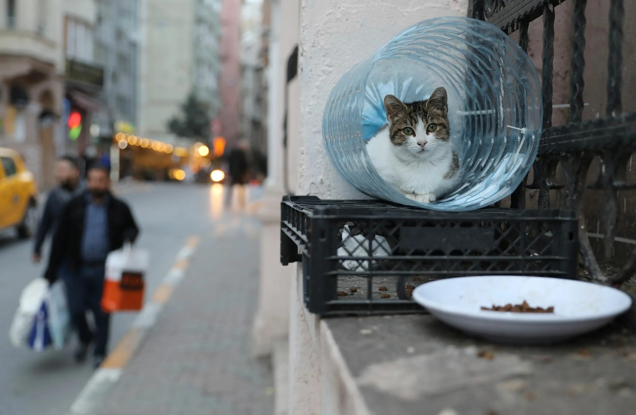 Подобрала кошку улицы. Kedi Стамбул город кошек. Кошка на улице. Уличная кошка. Кошки на улицах Стамбула.