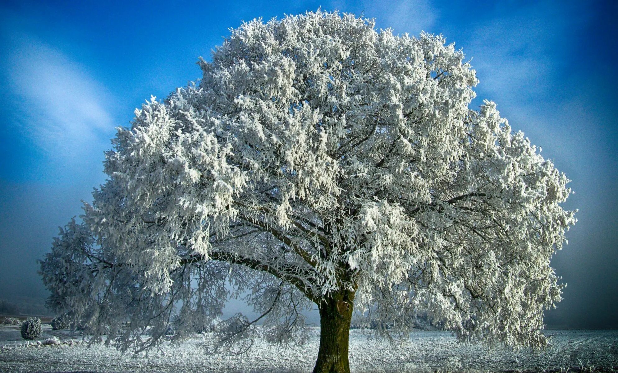 Зачем белые деревья. Зимнее дерево. Иней на деревьях. Заснеженные деревья. Дуб зимой.