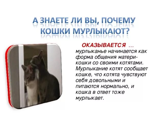 Почему котята мурчат. Почему кошки мурчат. Почему кот мурчит. Попочему кошка мурлыкает. Зачем кошки мурлыкают.