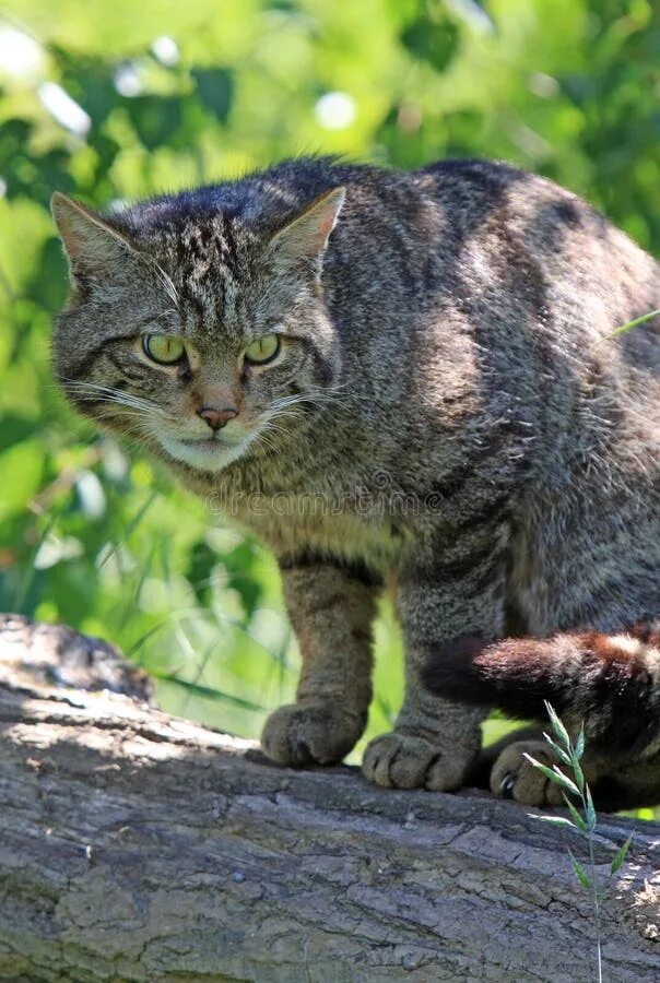 Scottish Wildcat Kittens, Highland Wildlife Park, Cairngorms Wild cats, Pretty c