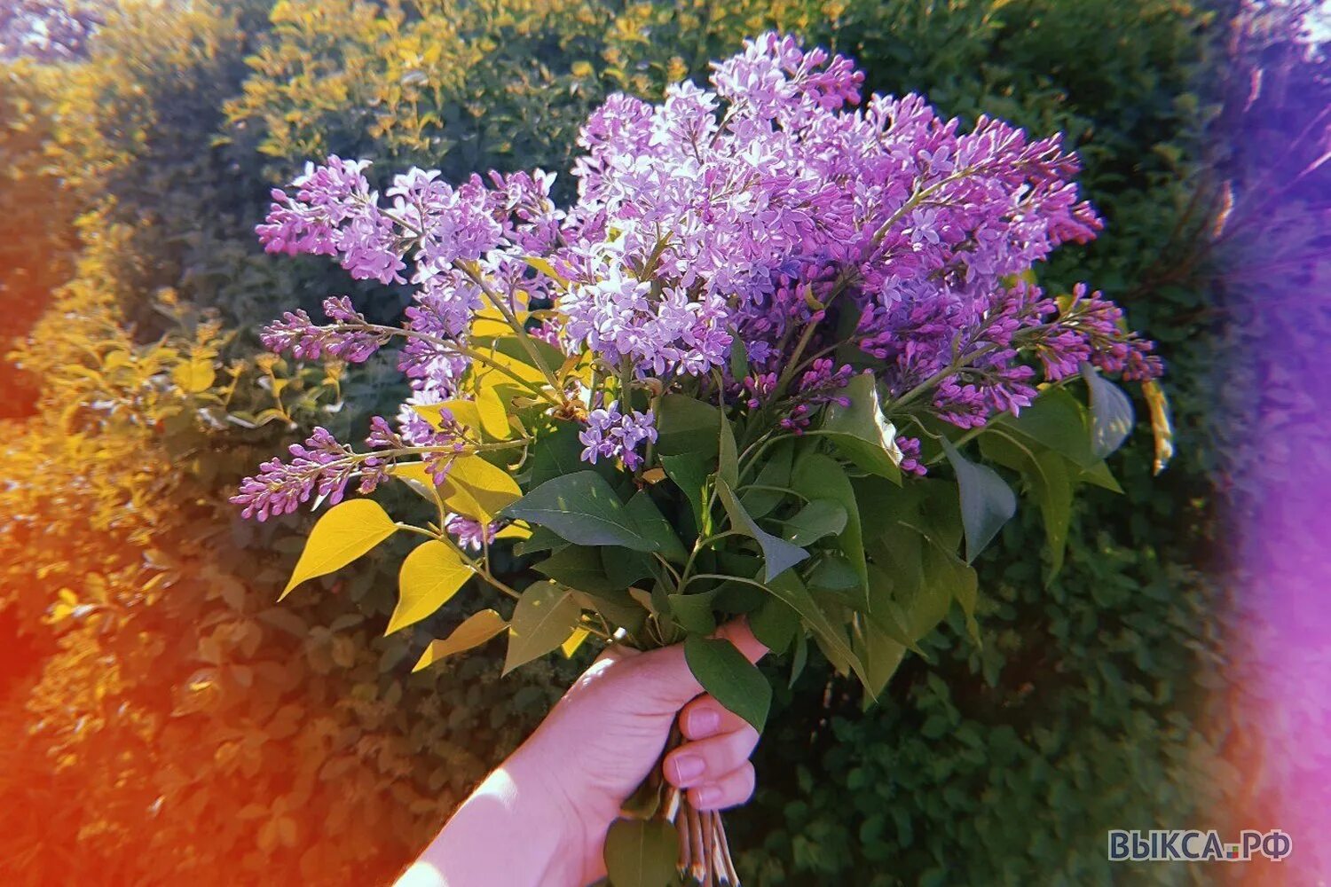 Сирень Молли Энн. Сирень медовый спас. Сирень Джози. Владимирская сирень желтая. Песня запах сирени молли