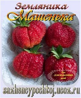 Клубника сорт машенька отзывы