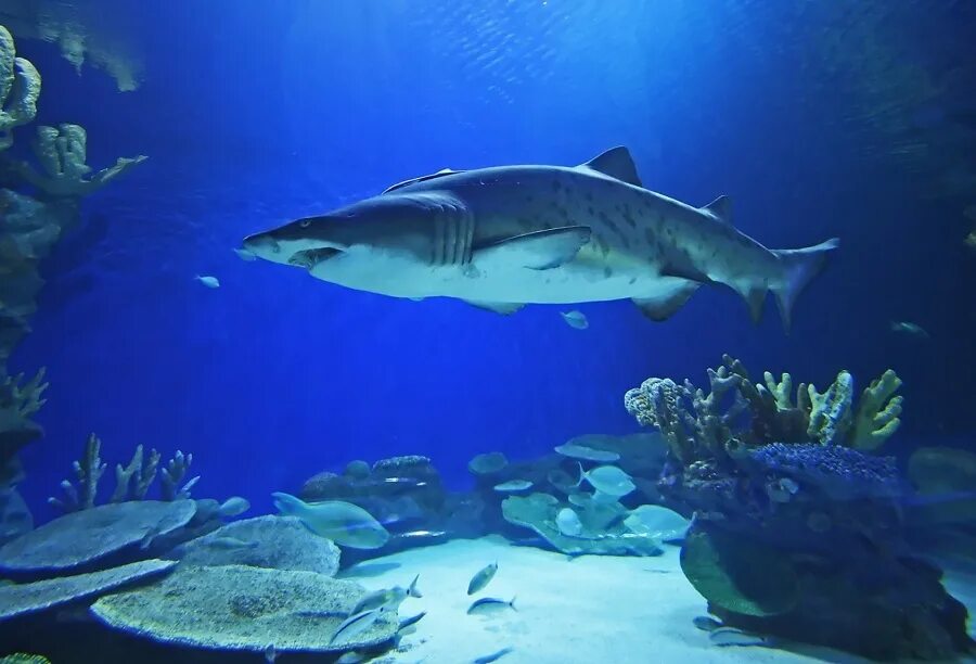 дубай молл аквариум с акулами. акулы в дубае. акулы в дубайском океанариуме. дайвинг с акулами дубай молл. дубай океанариум акулы.