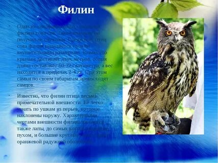 Описание совы