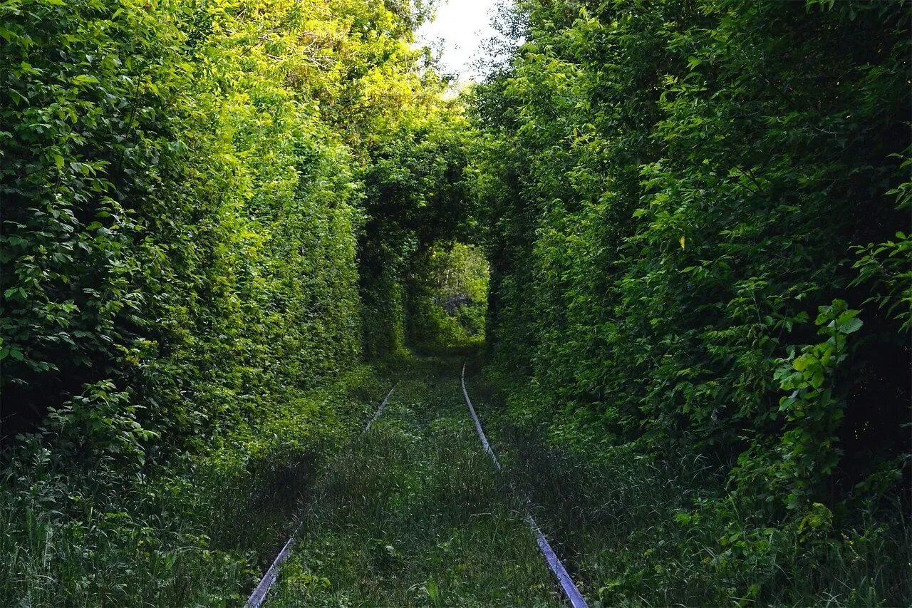 Дороги в кустах 3