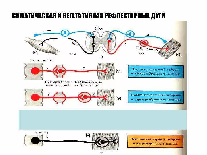 Дуги вегетативной нервной системы. Соматическая и вегетативная рефлекторная дуга. Рефлекторная дуга соматического рефлекса. Дуга вегетативного симпатического рефлекса. Рефлекторная дуга соматического рефлекса и вегетативного рефлексов.