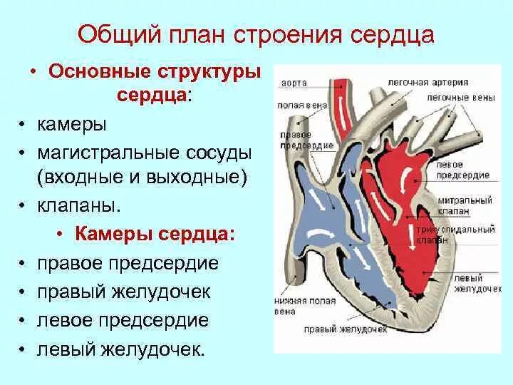 Строение сердца. Структуры внутреннего строения сердца. Схема внутреннего строения сердца. Общий план строения сердца. Какие сосуды в левом предсердии