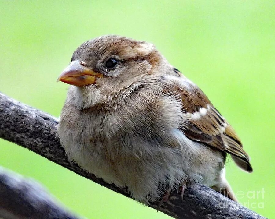 Mullein Sparrow. Sparrow стрижка. Sparrow галерея. Sparrow-j фото.