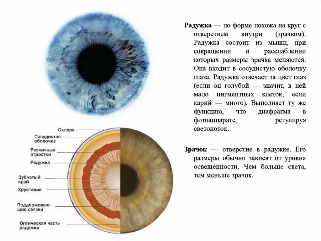 Радужная оболочкаcnhjtybt b aeyrwbb. Радужная оболочка глаза строение и функции. Строение глаза зрачок, Радужная оболочка-. Радужная оболочка строение и функции кратко. Содержит несколько слоев нейронов содержит роговицу защищает