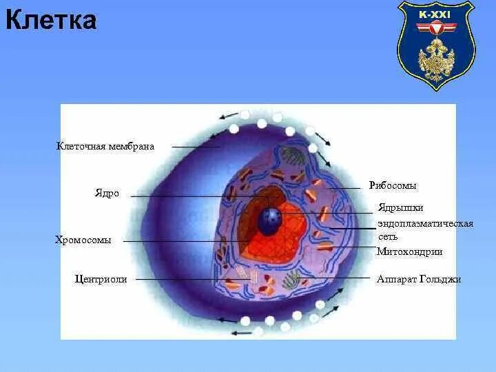 Как называется отверстие в оболочке ядра клетки. Клеточный центр и рибосомы на строении клеток. Центриоли ядро рибосома. Рибосомы на мембране ядра. Строение ядра клетки хромосомы.