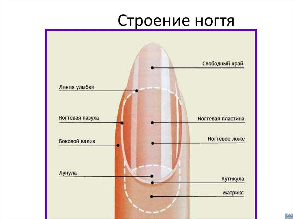 Ногтевой покров. Строение ногтя вид сбоку. Строение ногтя и ногтевой пластины. Строение ногтя анатомия. Ноготь строение анатомия схема.