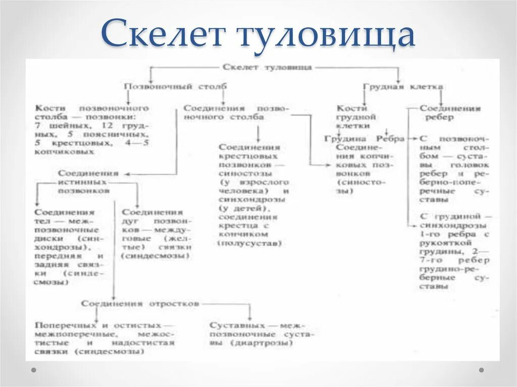 Отделы отделы скелета кости скелета туловища таблица. Строение и функции костей туловища. строение костей скелета туловища. скелет туловища схема.