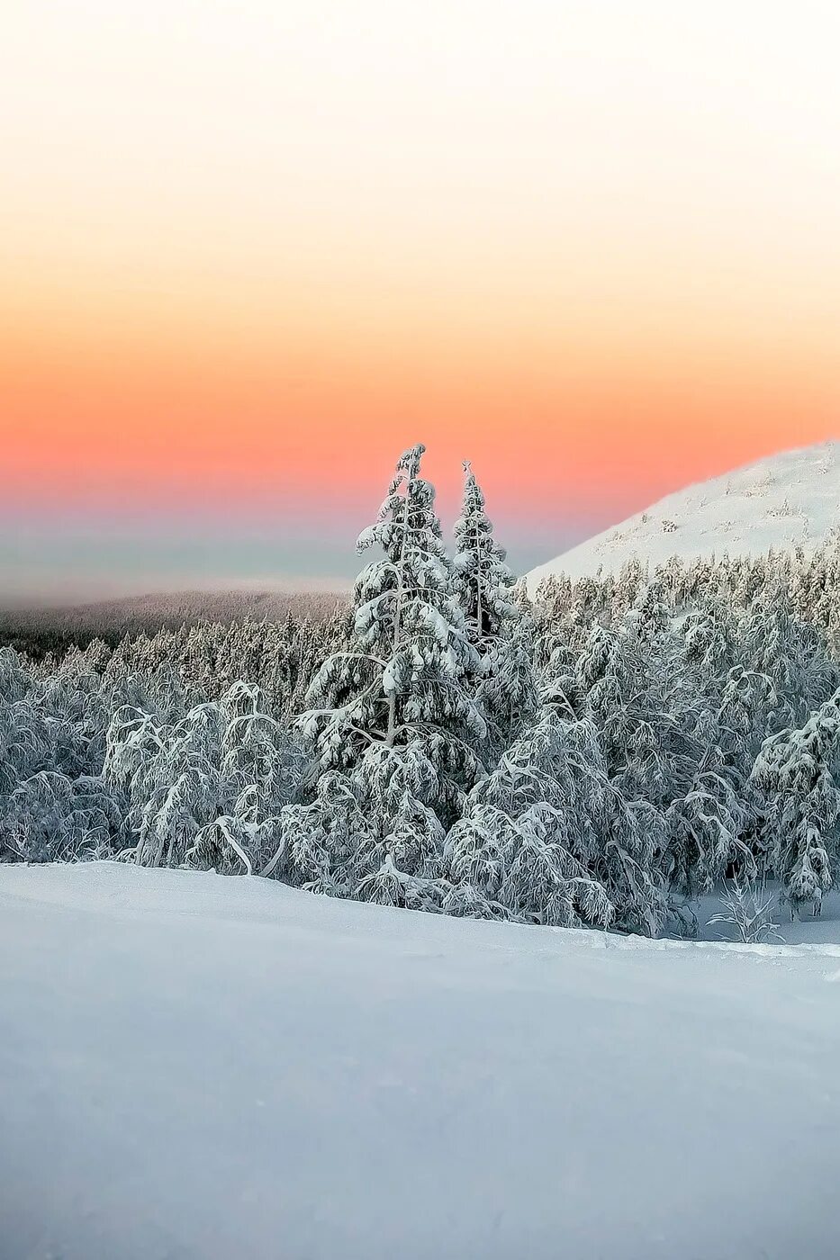 Финляндия январь. Январь фото. Финляндия в январе. Фото небо сосны зима. Фото 960×1280 севера днём.