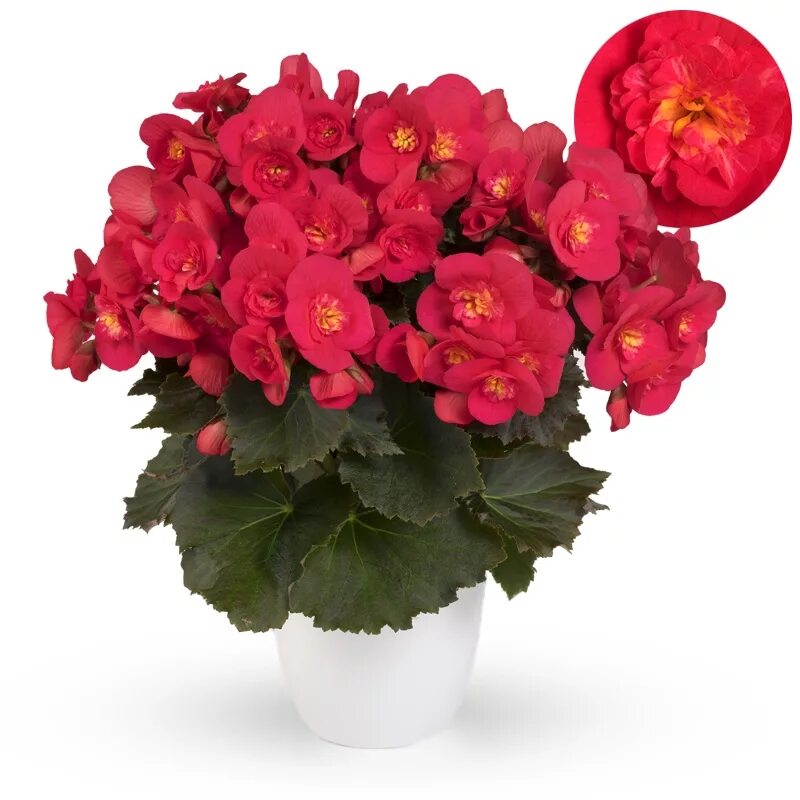 бегония элатиор харизма. интернет магазин бегония элатиор. интернет магазин бегония элатиор. бегония элатиор d15 h35. бегония элатиор baladin.