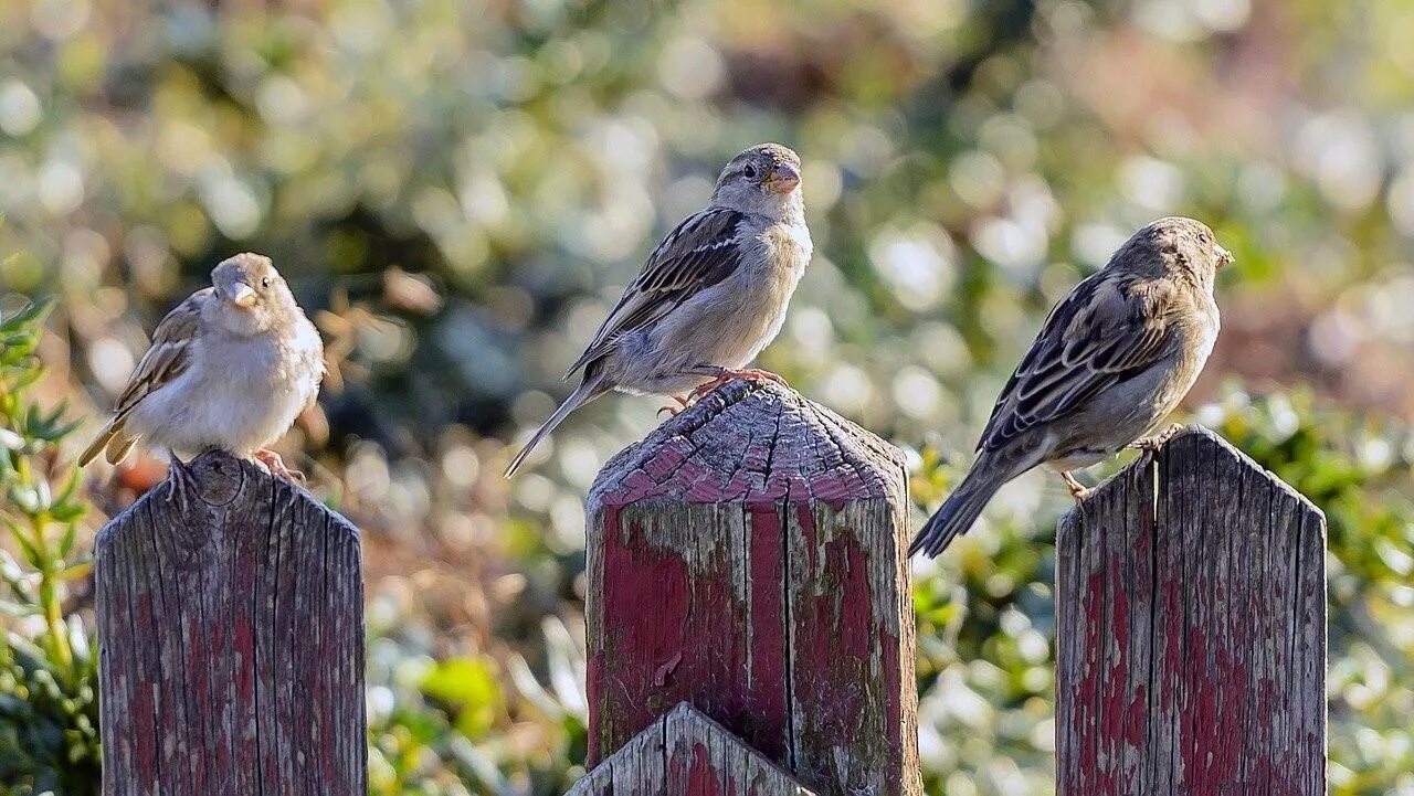 Прилети птичка с леску. Птичка на заборе. Птица сидит. Воробьи на заборе. Птицы на даче.