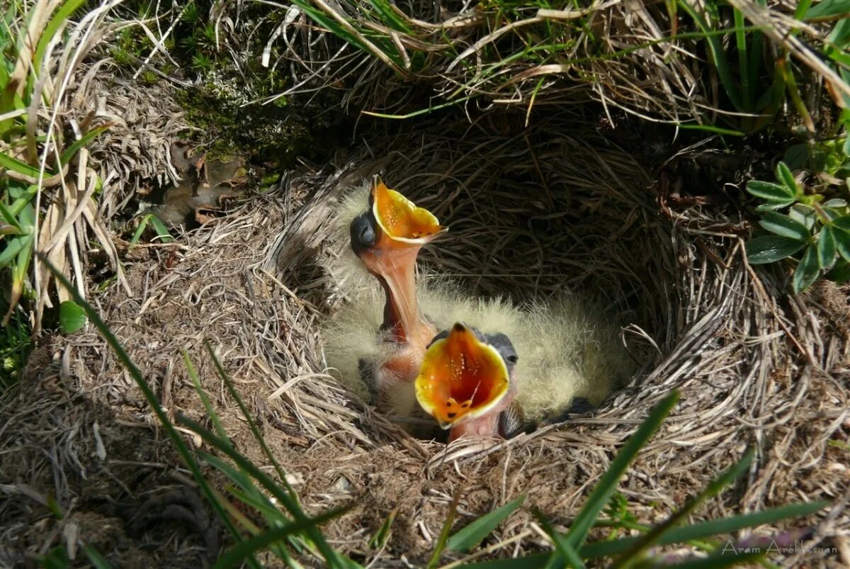 В 1 гнезде 3 птенца. Чернозобый Дрозд птенец. Кукушонок желторотый. Дрозд рябчик птенец. Гнездо зарянки.
