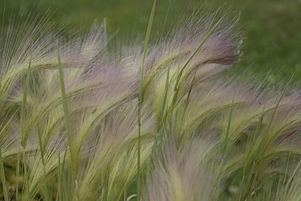 Яровой ячмень ратник. Вейник остроцветковый карл форстер. Вейник тростниковидный calamagrostis arundinacea. Ковыль гривастый. Вейник остроцветковый karl.